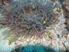 Clowns in anemone