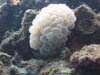 Bubble Coral 