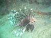 Lion fish 