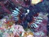 Huge lion fish 
