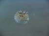 Porcupine puffer