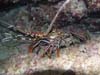 Spiney Lobster