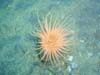 Orange anemone