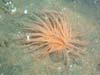 Orange anemone in sand